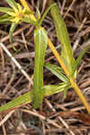 Longleaf sunflower